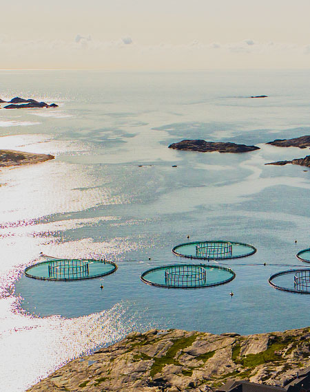 Cage à Poisson En Pehd